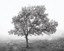 Burning Oak BW I