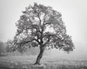 Burning Oak BW II